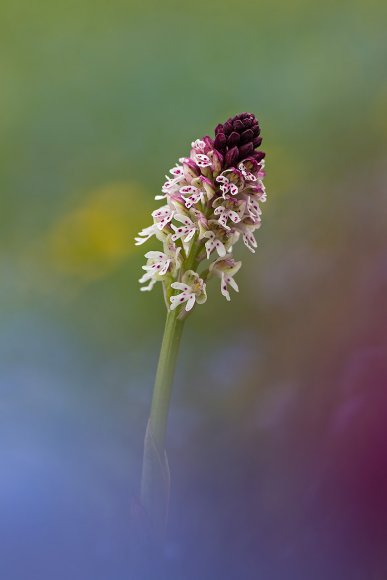 Neotinea ostulata