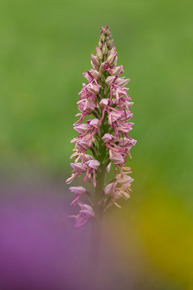 Orchis militaris x Aceras antrhopophara