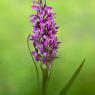 Dactylorhiza incarnata