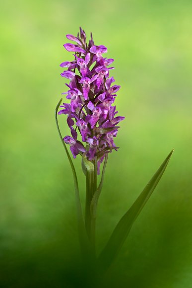 Dactylorhiza incarnata