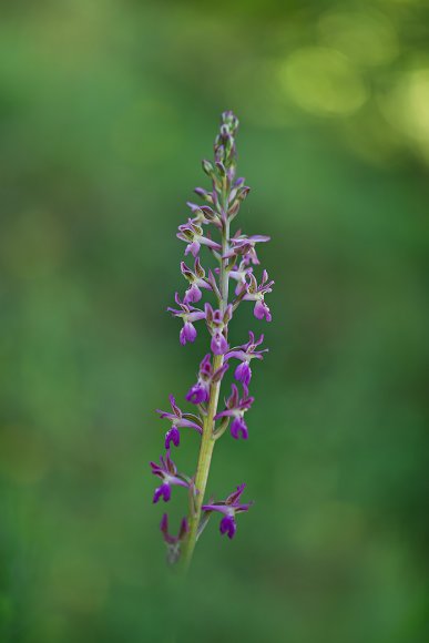 Orchis militaris