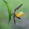 Cypripedium calceolus