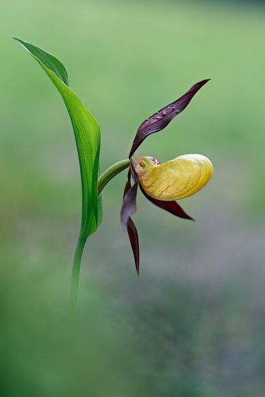 Cypripedium calceolus