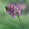 Orchis purpurea