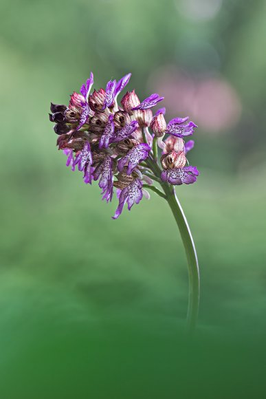 Orchis purpurea