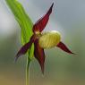 Cypripedium calceolus