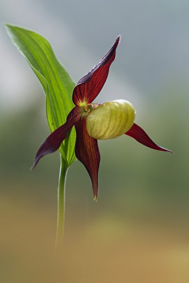 Cypripedium calceolus