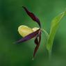 Cypripedium calceolus