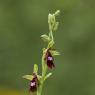 Ophrys insectifera