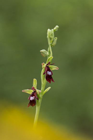 Ophrys insectifera