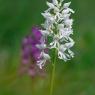 Orchis militaris