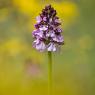 Orchis purpurea