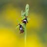 Ophrys insectifera