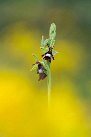 Ophrys insectifera