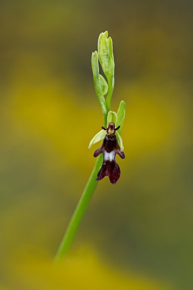 Ophrys insectifera