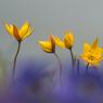 Tulipa alpestris