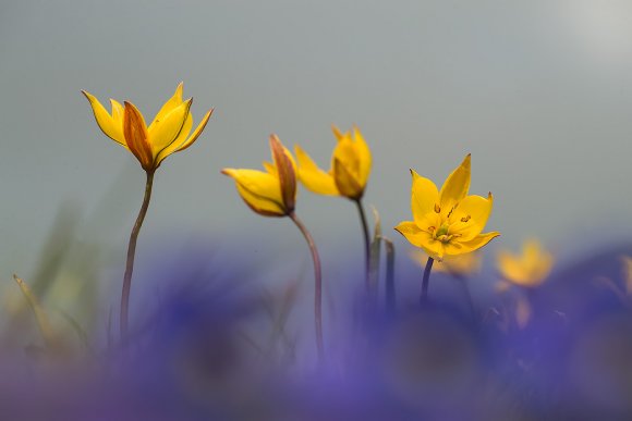 Tulipa alpestris