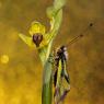 Ophrys lutea