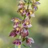 Epipactis Tremolsii