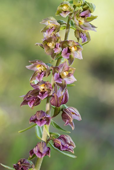 Epipactis Tremolsii