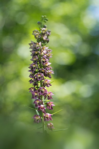 Epipactis Tremolsii