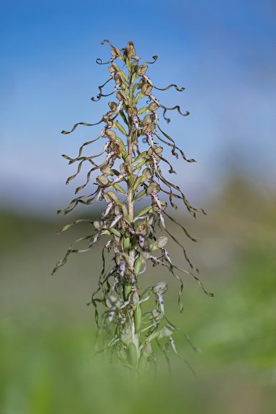 Himantoglossum Hircinum