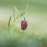 Fritillaria