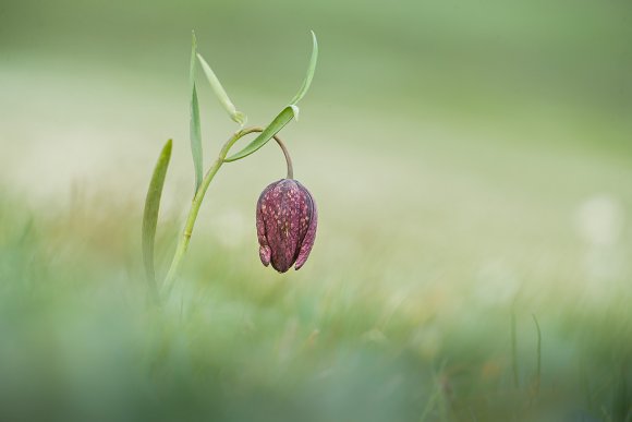 Fritillaria