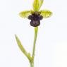 Ophrys bombilyflora