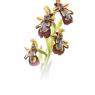 Ophrys speculum