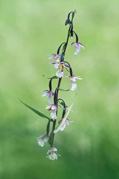 Epipactis palustris