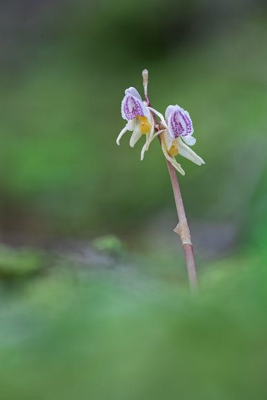 Epipogium aphilum