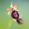 Ophrys exaltata arachnitiformis