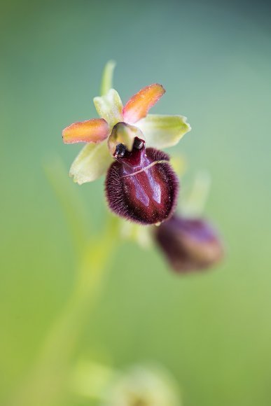 Ophrys exaltata arachnitiformis