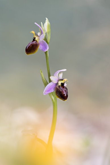 Ophrys splendida