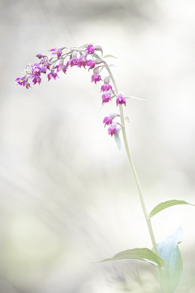 Epipactis atrorubens