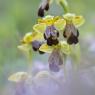 Ophrys lupercalis