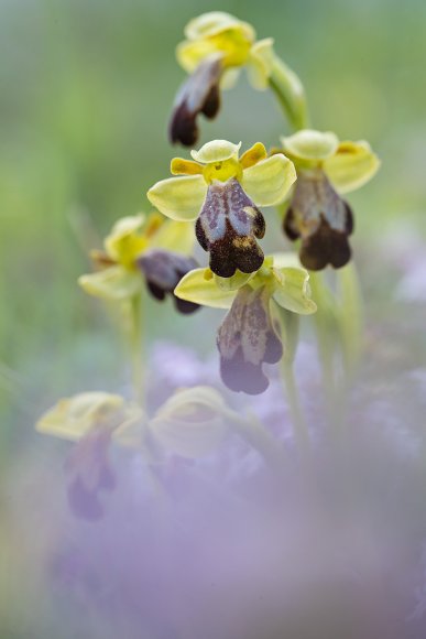Ophrys lupercalis