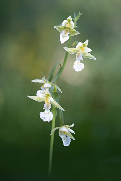 Epipactis palustris