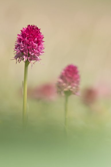 Nigritella corneliana