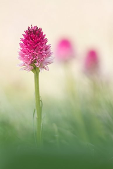 Nigritella corneliana