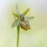 Ophrys sphegodes