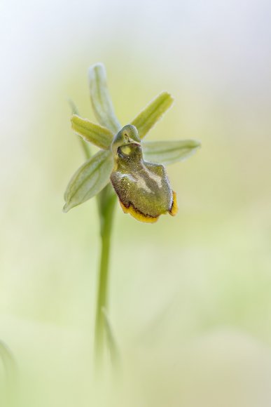 Ophrys sphegodes