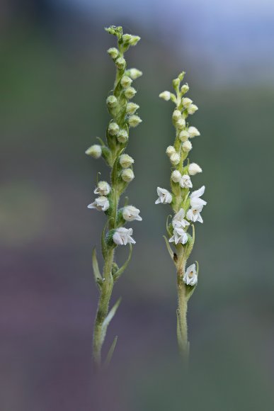 Goodyera repens