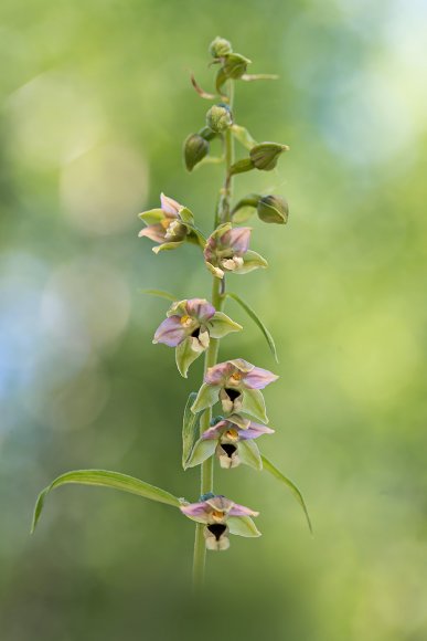 Epipactis helleborine