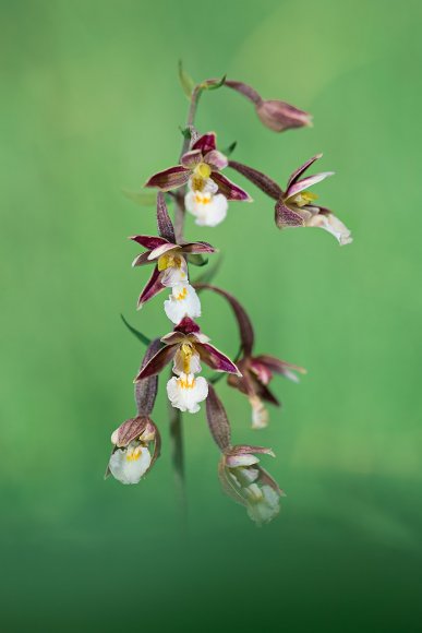 Epipactis palustris