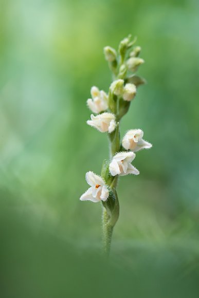 Goodyera repens