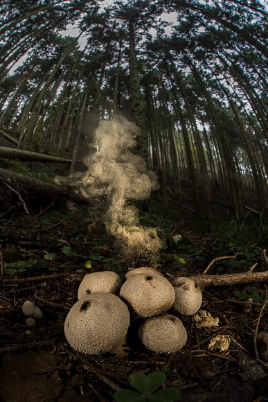 Vescia - Common puffball (Lycoperdon perlatum)