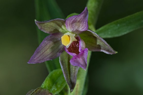 Epipactis placentina