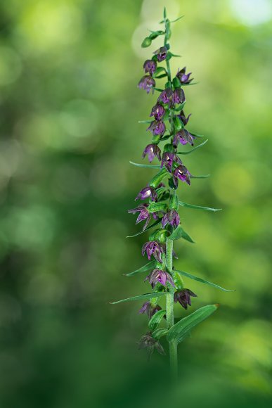 Epipactis placentina